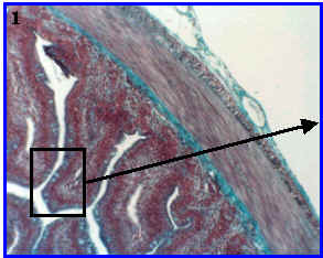 Intestino de conejo