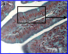 epitelio monoestratificado prismtico con microvellosidades y clulas caliciformes