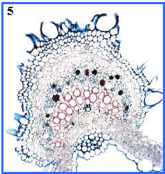 panormica, haz vascular