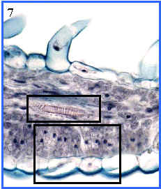 epidermis, parnquima lagunar y fotosinttico