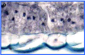 epidermis y parnquima fotosinttico