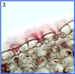 epidermis y estomas