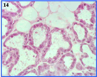 Glndula de secreccin apocrina