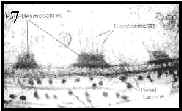 hemidesmosomas