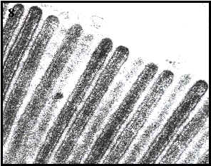 microvellosidades (seccin longitudinal)