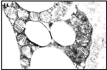 mitocondrias en tejido adiposo