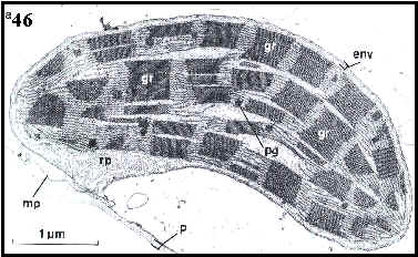 cloroplasto