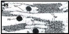 sistema de laminillas en cloroplastos