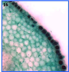 epidermis, parnquima cortical