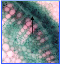 haz vascular, cambium vascular