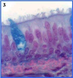 Clula caliciforme: glndula intraepitelial unicelular