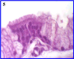 glndula intraepitelial pluricelular